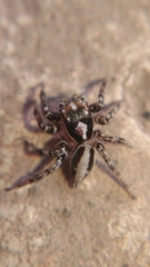Plexippus setipes