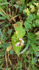Fagopyrum esculentum