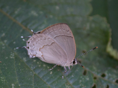 Symbiopsis lenitas