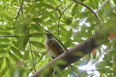 Turdus hortulorum