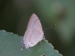 Symbiopsis lenitas