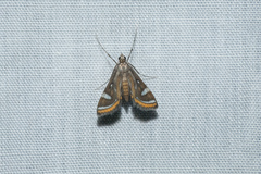 Strepsinoma croesusalis
