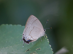 Symbiopsis lenitas