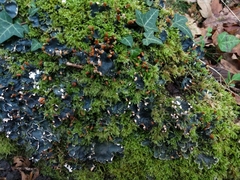 Peltigera hymenina