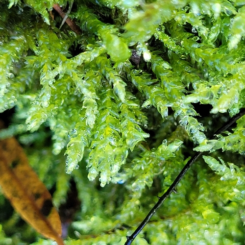 Brachythecium rivulare