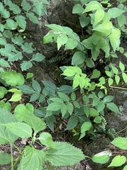 Picrasma quassioides