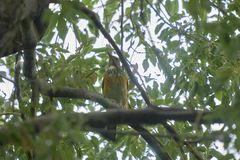 Turdus hortulorum