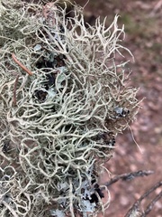 Evernia