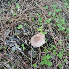 Mycena seynii