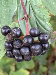 Cornus sanguinea