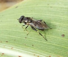 Chalcosyrphus nemorum