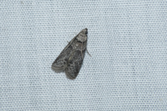 Ectomyelois ceratoniae
