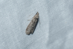 Ectomyelois ceratoniae
