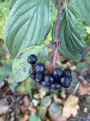 Cornus sanguinea