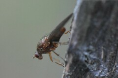 Dryomyzidae