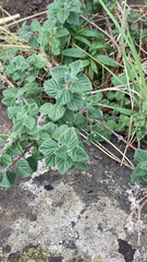 Phacelia imbricata