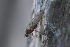 Dryomyzidae