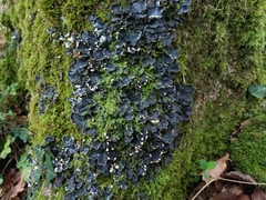Peltigera hymenina