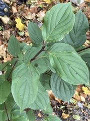 Cornus sanguinea