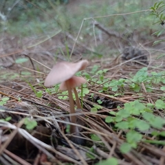 Mycena seynii
