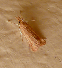 Synaphe punctalis