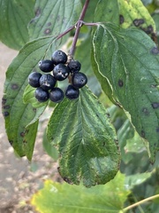 Cornus sanguinea