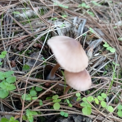 Mycena seynii