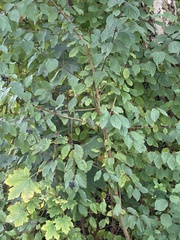 Cornus sanguinea