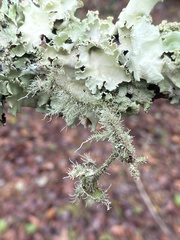 Usnea evansii
