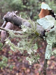 Usnea evansii