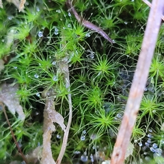 Dicranodontium denudatum