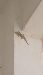 Tarentola mauritanica