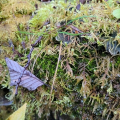 Dicranodontium denudatum
