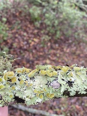 Parmotrema submarginale