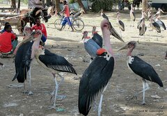 Leptoptilos crumenifer