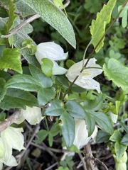 Clematis cirrhosa