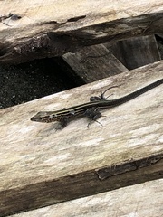 Holcosus quadrilineatus