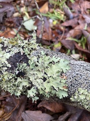 Parmotrema subisidiosum