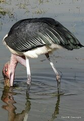 Leptoptilos crumenifer