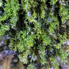 Eucladium verticillatum