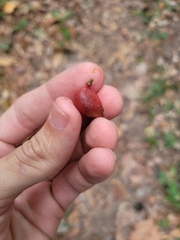 Protium heptaphyllum