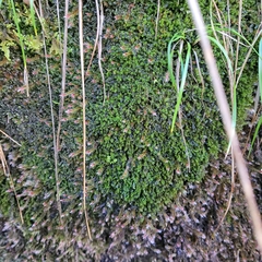 Eucladium verticillatum