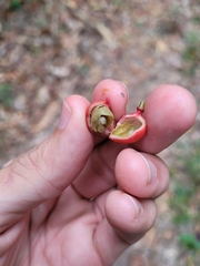 Protium heptaphyllum