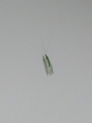 Chrysopidae
