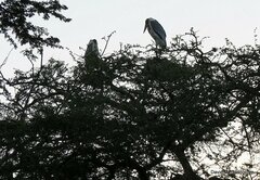 Leptoptilos crumenifer