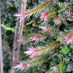 Orthothecium rufescens