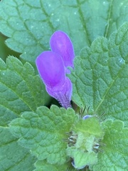Lamium purpureum
