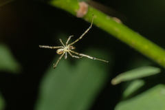 Thwaitesia margaritifera