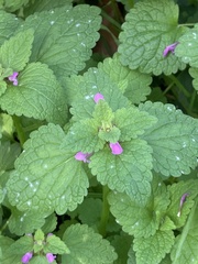 Lamium purpureum