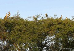 Leptoptilos crumenifer